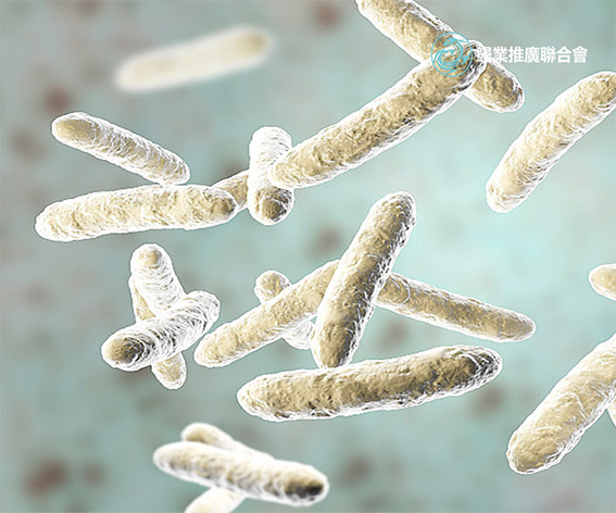 全球鰻業(yè)推廣聯(lián)合會香港企業(yè)官網(wǎng)開發(fā)建設制作案例